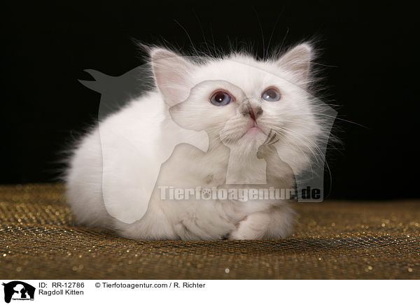 Ragdoll Ktzchen / Ragdoll Kitten / RR-12786