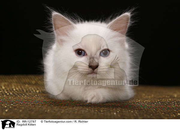 Ragdoll Ktzchen / Ragdoll Kitten / RR-12787