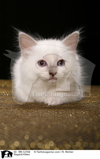 Ragdoll Ktzchen / Ragdoll Kitten / RR-12788