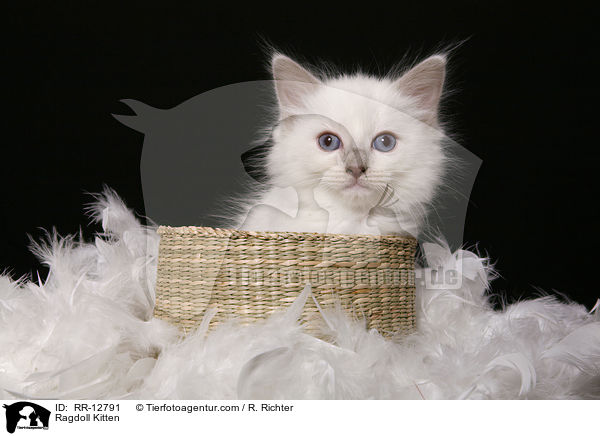 Ragdoll Ktzchen / Ragdoll Kitten / RR-12791