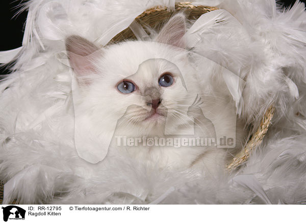 Ragdoll Ktzchen / Ragdoll Kitten / RR-12795