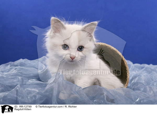 Ragdoll Ktzchen / Ragdoll Kitten / RR-12799