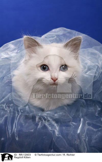 Ragdoll Ktzchen / Ragdoll Kitten / RR-12803