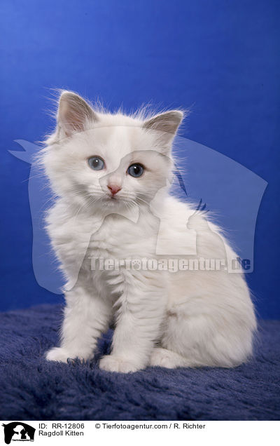 Ragdoll Ktzchen / Ragdoll Kitten / RR-12806