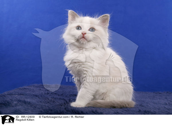 Ragdoll Ktzchen / Ragdoll Kitten / RR-12809