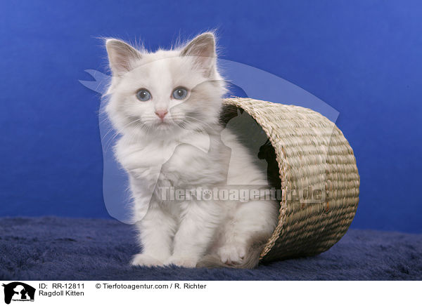 Ragdoll Ktzchen / Ragdoll Kitten / RR-12811