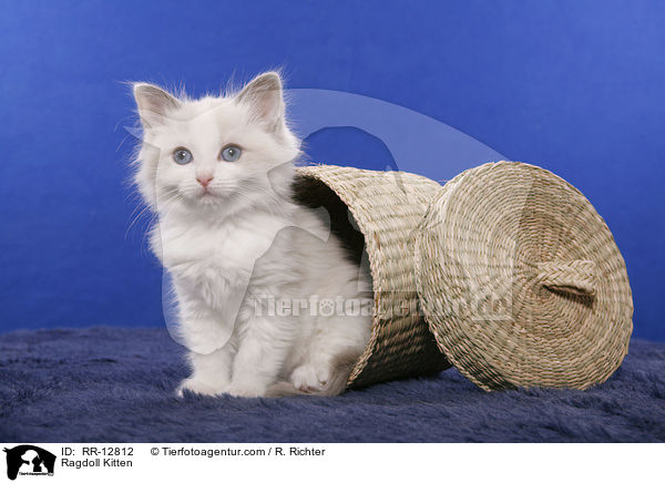 Ragdoll Ktzchen / Ragdoll Kitten / RR-12812