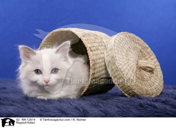 Ragdoll Ktzchen / Ragdoll Kitten / RR-12814