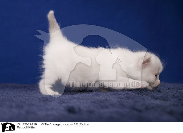 Ragdoll Ktzchen / Ragdoll Kitten / RR-12819