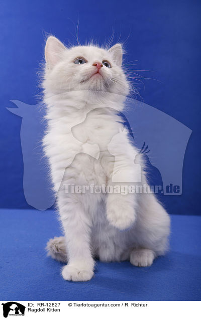 Ragdoll Ktzchen / Ragdoll Kitten / RR-12827