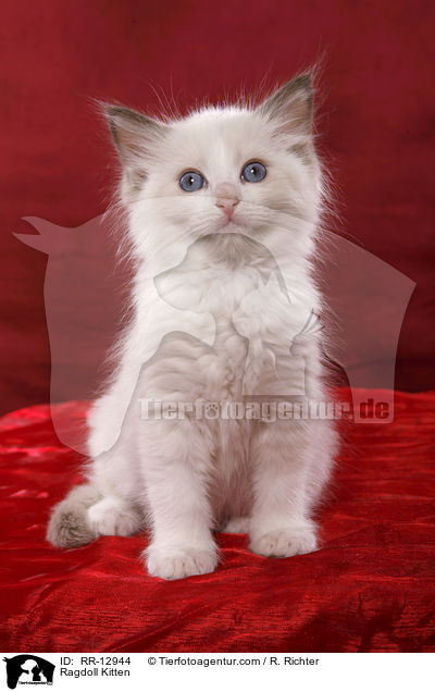 Ragdoll Ktzchen / Ragdoll Kitten / RR-12944