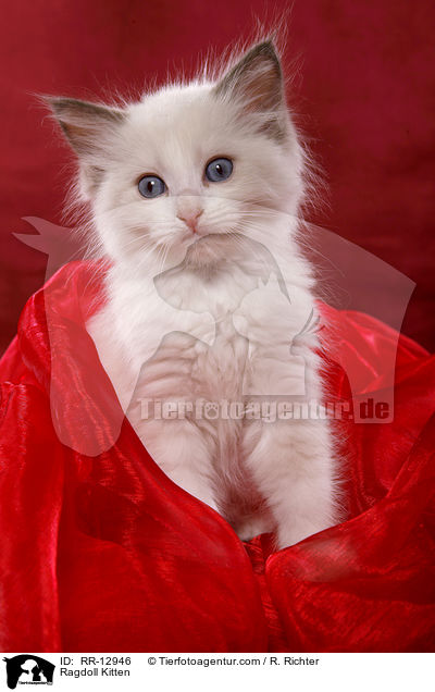 Ragdoll Ktzchen / Ragdoll Kitten / RR-12946