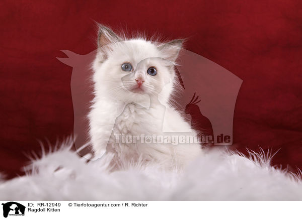 Ragdoll Ktzchen / Ragdoll Kitten / RR-12949