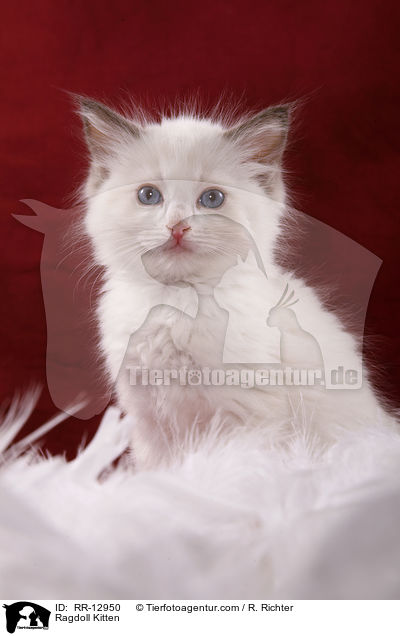 Ragdoll Ktzchen / Ragdoll Kitten / RR-12950