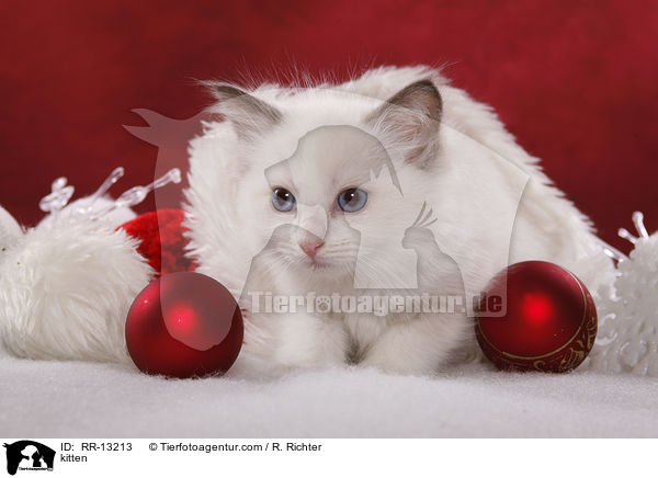 Weihnachtsktzchen / kitten / RR-13213
