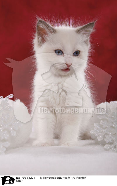 Ragdoll Ktzchen / kitten / RR-13221