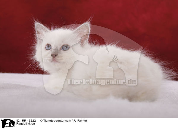 Ragdoll Ktzchen / Ragdoll kitten / RR-13222