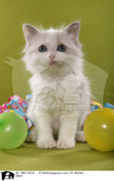 Ragdoll Ktzchen / kitten / RR-13234