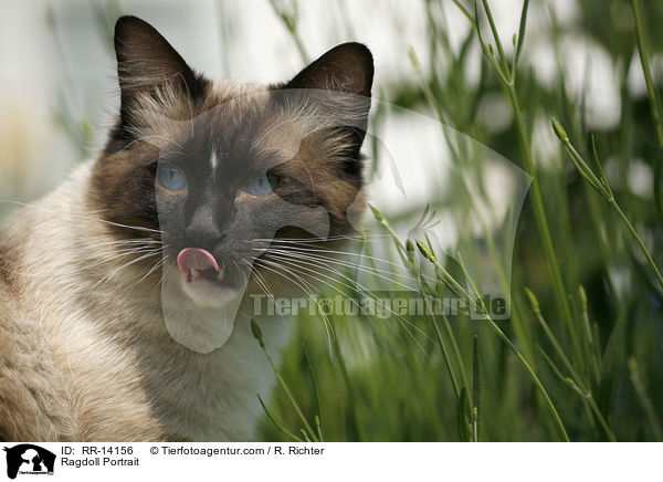 Ragdoll Portrait / Ragdoll Portrait / RR-14156