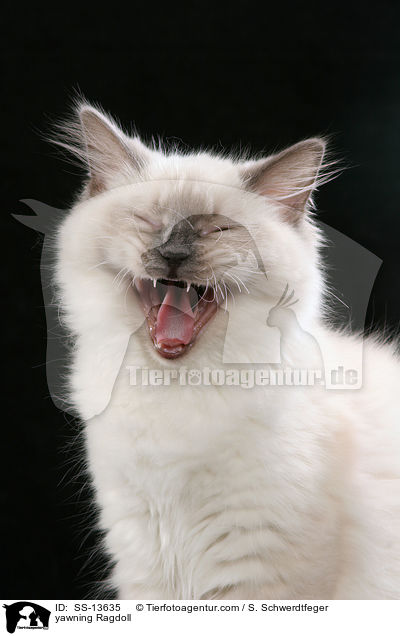 yawning Ragdoll / SS-13635