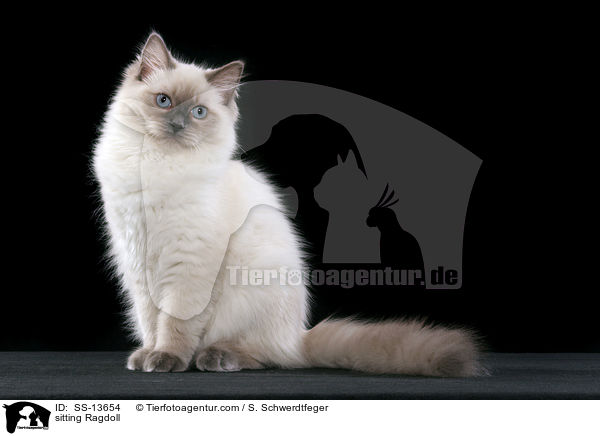 sitzende Ragdoll / sitting Ragdoll / SS-13654