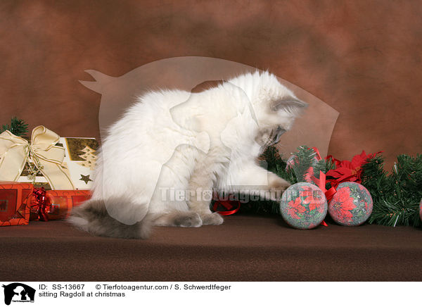 sitzende Ragdoll zu Weihnachten / sitting Ragdoll at christmas / SS-13667