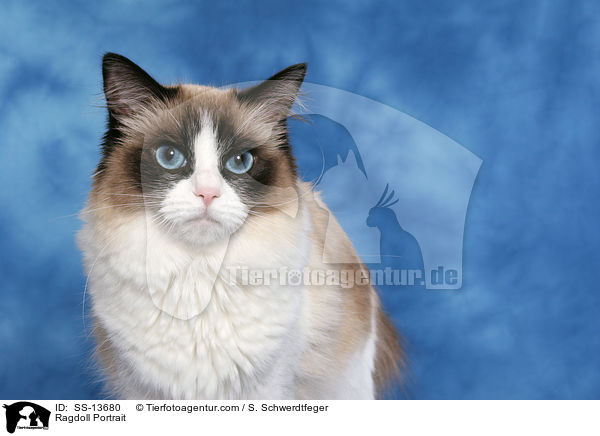 Ragdoll Portrait / Ragdoll Portrait / SS-13680