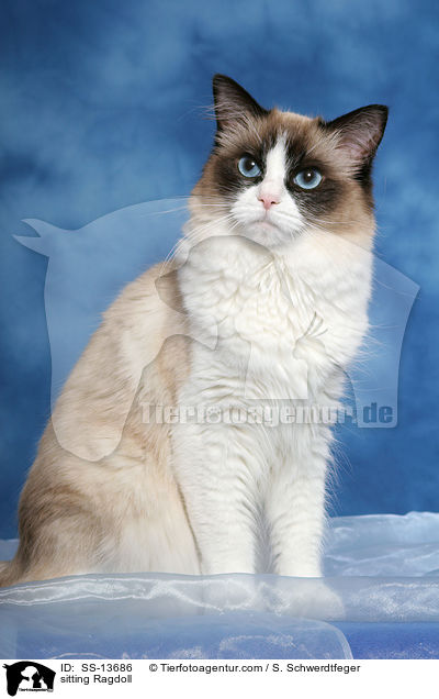 sitzende Ragdoll / sitting Ragdoll / SS-13686