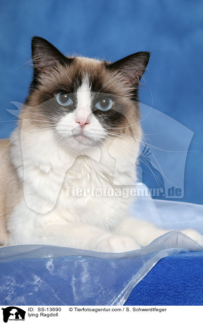 liegende Ragdoll / lying Ragdoll / SS-13690