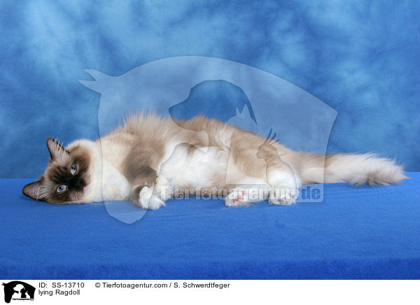 liegende Ragdoll / lying Ragdoll / SS-13710