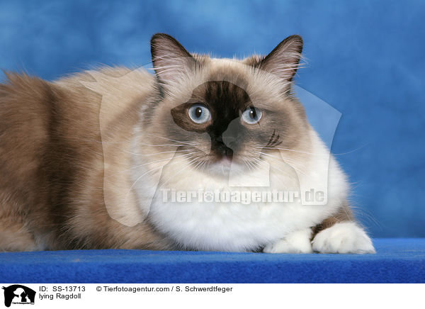 liegende Ragdoll / lying Ragdoll / SS-13713