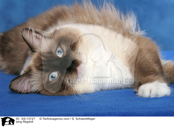 liegende Ragdoll / lying Ragdoll / SS-13727