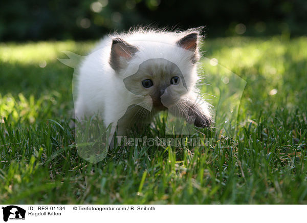 Ragdoll Kitten / Ragdoll Kitten / BES-01134