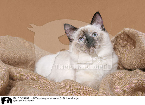 Ragdoll Jungkatze / young ragdoll / SS-19237