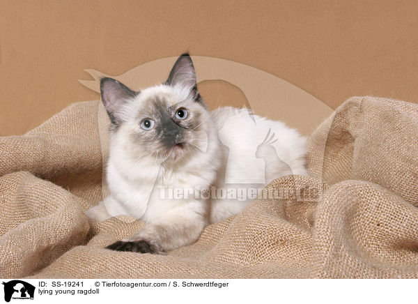 Ragdoll Jungkatze / young ragdoll / SS-19241