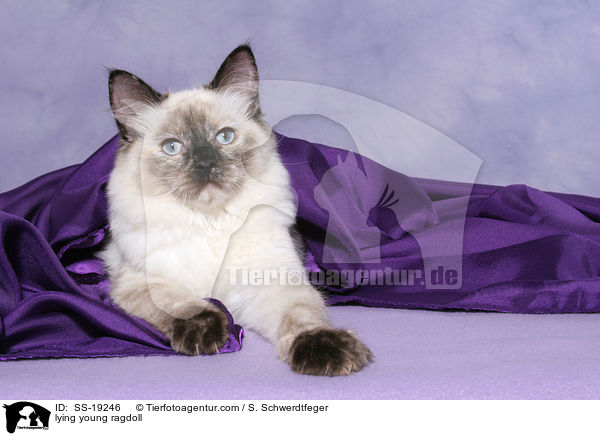 Ragdoll Jungkatze / young ragdoll / SS-19246