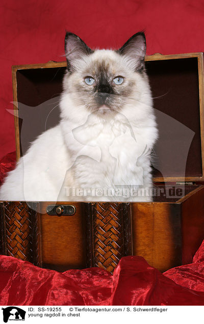 Ragdoll Jungkatze / young ragdoll / SS-19255