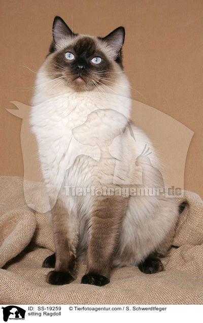 sitzende Ragdoll / sitting Ragdoll / SS-19259