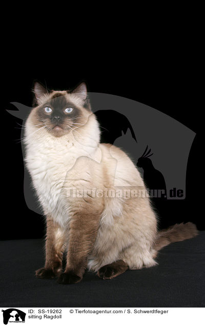 sitzende Ragdoll / sitting Ragdoll / SS-19262