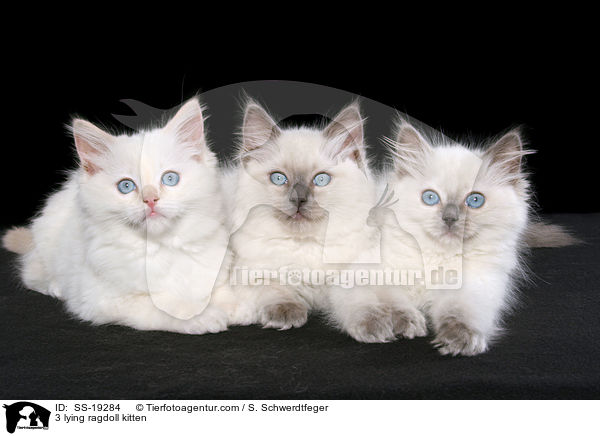 Ragdoll Ktzchen / ragdoll kitten / SS-19284