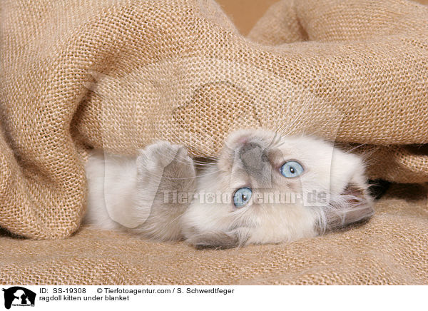 ragdoll kitten under blanket / SS-19308