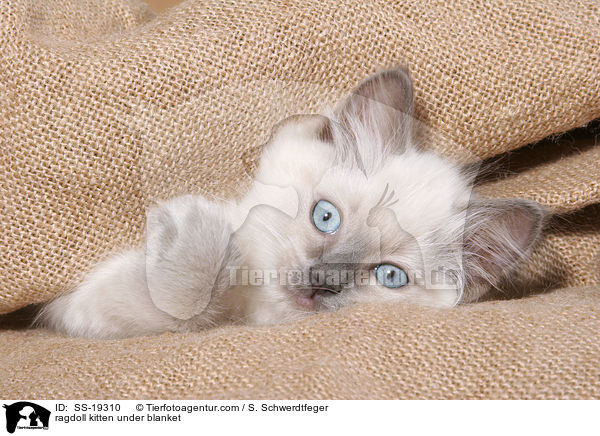 Ragdoll Ktzchen / ragdoll kitten / SS-19310