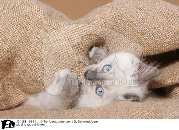 Ragdoll Ktzchen / ragdoll kitten / SS-19311