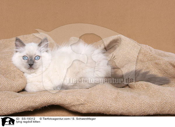 Ragdoll Ktzchen / ragdoll kitten / SS-19312