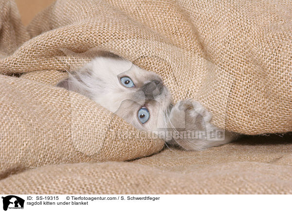 ragdoll kitten under blanket / SS-19315