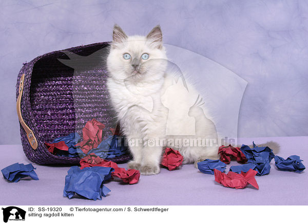 Ragdoll Ktzchen / ragdoll kitten / SS-19320