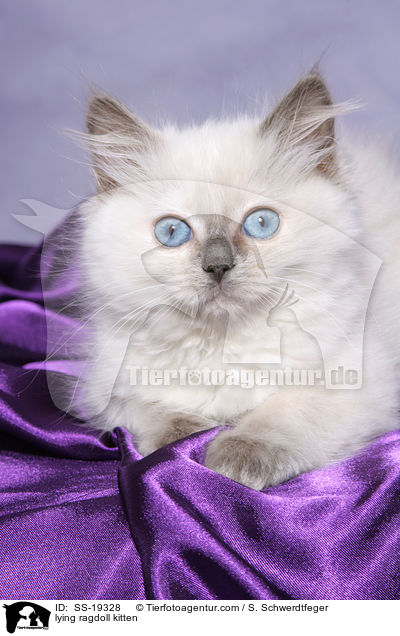 Ragdoll Ktzchen / ragdoll kitten / SS-19328