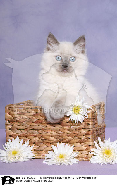 Ragdoll Ktzchen / ragdoll kitten / SS-19339