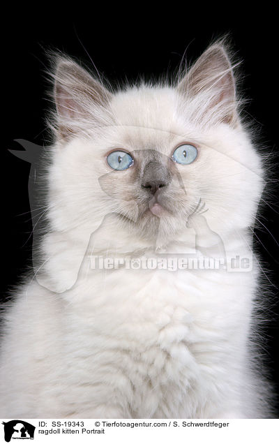 Ragdoll Ktzchen / ragdoll kitten / SS-19343