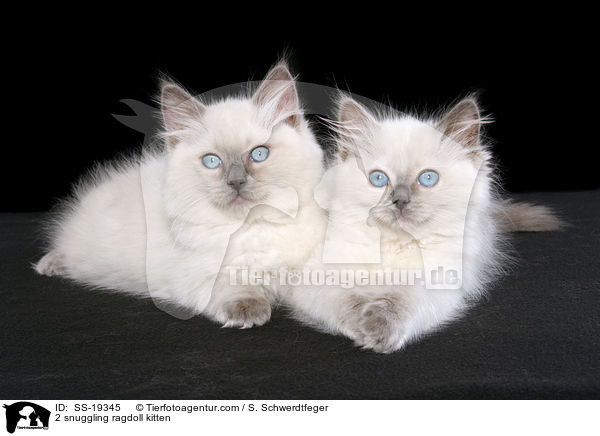 Ragdoll Ktzchen / ragdoll kitten / SS-19345